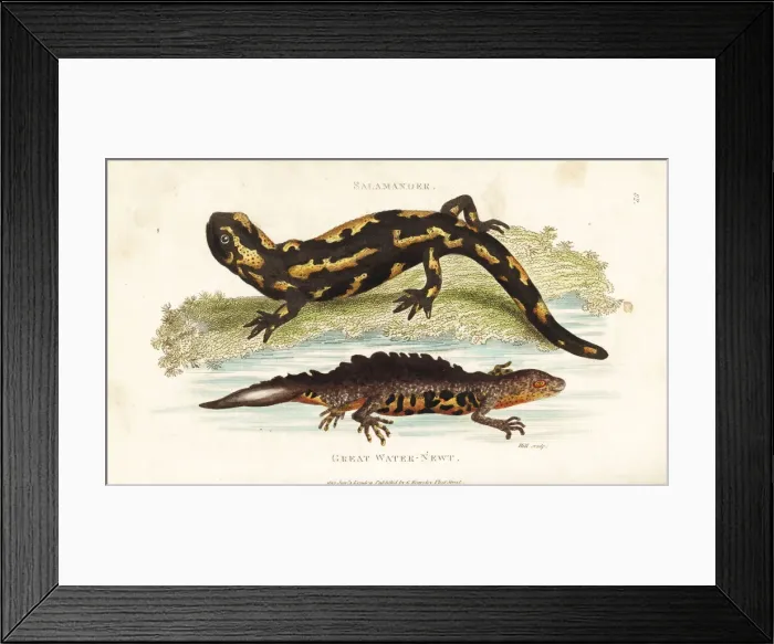 Framed Print : Fire salamander and smooth newt Framed Print : Fire salamander and smooth newt