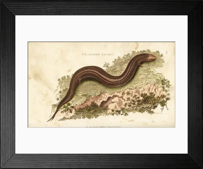 Framed Print : Ocellated or bronze skink, Chalcides ocellatus Framed Print : Ocellated or bronze skink, Chalcides ocellatus