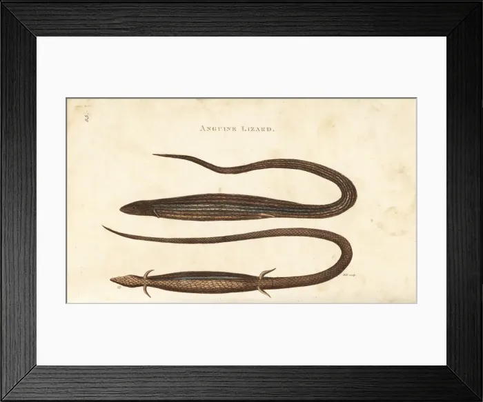 Framed Print : Cape snake lizard, Chamaesaura anguina Framed Print : Cape snake lizard, Chamaesaura anguina