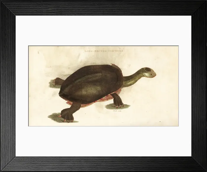 Framed Print : Common snake-necked turtle, Chelodina longicollis Framed Print : Common snake-necked turtle, Chelodina longicollis