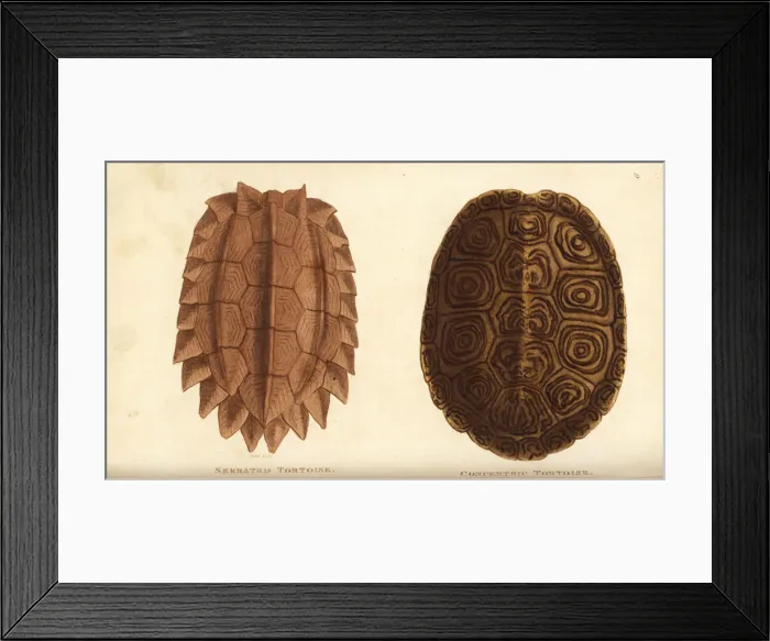 Framed Print : Serrated tortoise and diamondback terrapin Framed Print : Serrated tortoise and diamondback terrapin