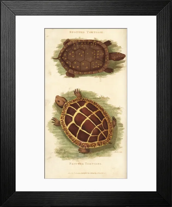 Framed Print : Spotted turtle and painted turtle Framed Print : Spotted turtle and painted turtle