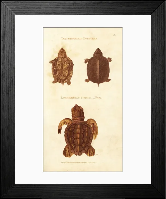 Framed Print : Scorpion mud turtle and endangered loggerhead sea turtle Framed Print : Scorpion mud turtle and endangered loggerhead sea turtle