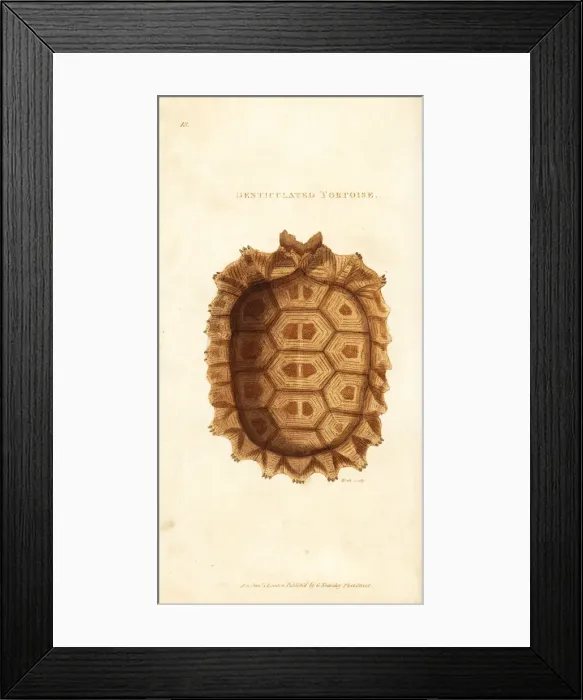 Framed Print : Shell of the yellow-footed tortoise, Chelonoidis denticulata Framed Print : Shell of the yellow-footed tortoise, Chelonoidis denticulata