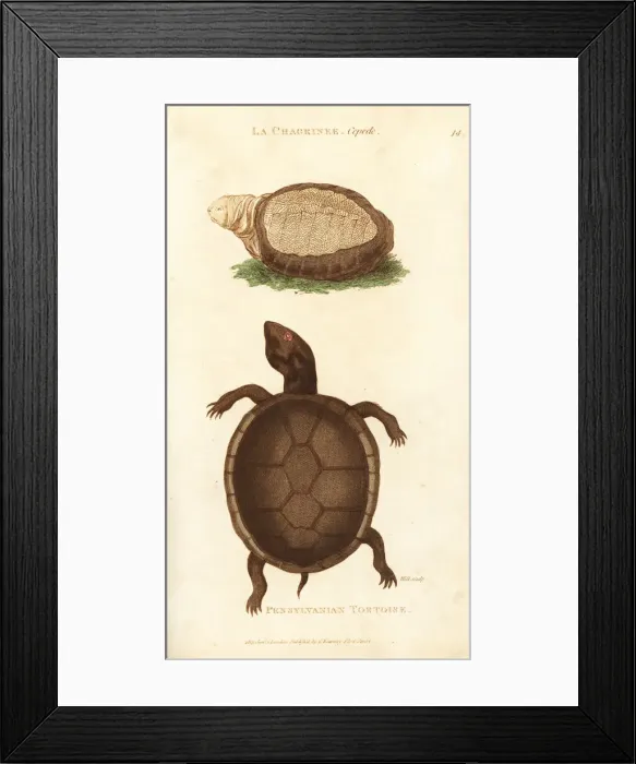 Framed Print : Indian flap-shelled turtle and mud turtle