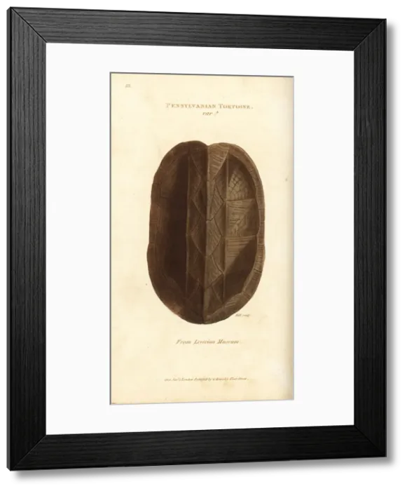Framed Print : Shell of the Eastern mud turtle, Kinosternon subrubrum Framed Print : Shell of the Eastern mud turtle, Kinosternon subrubrum