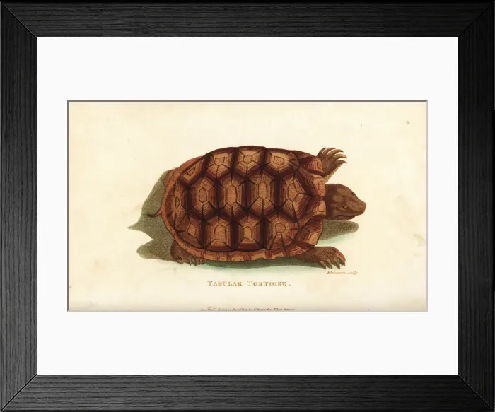 Framed Print : Yellow-footed tortoise, Chelonoidis denticulata Framed Print : Yellow-footed tortoise, Chelonoidis denticulata