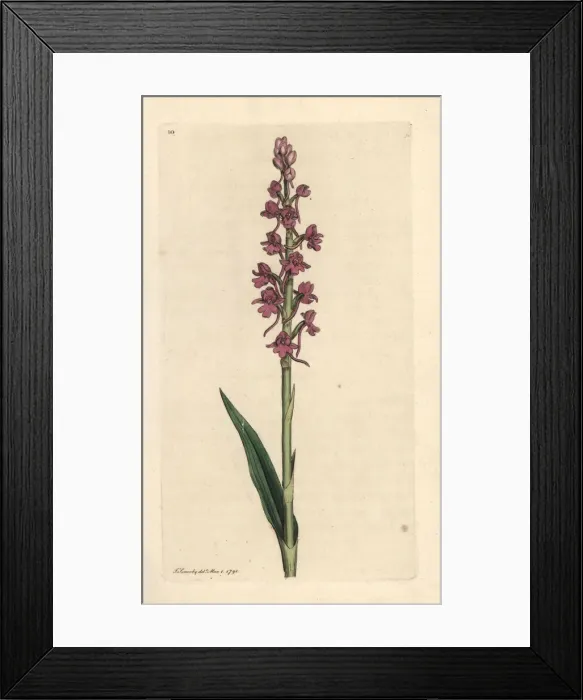 Framed Print : Fragrant orchid, Gymnadenia conopsea Framed Print : Fragrant orchid, Gymnadenia conopsea