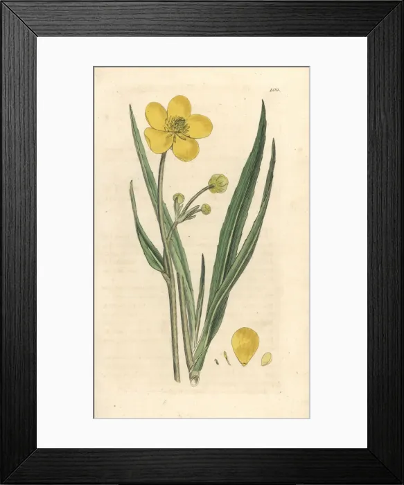 Framed Print : Great spearwort, Ranunculus lingua Framed Print : Great spearwort, Ranunculus lingua
