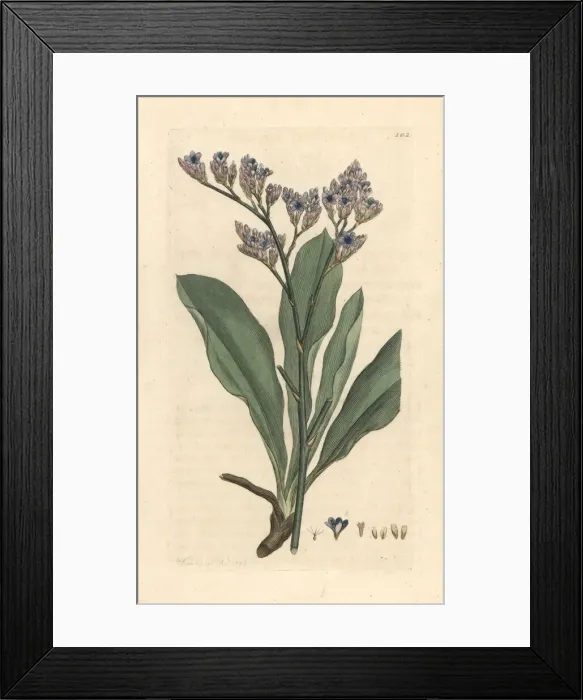 Framed Print : Sea lavender, Limonium vulgare Framed Print : Sea lavender, Limonium vulgare