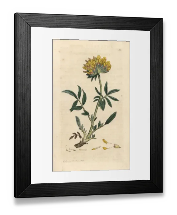 Framed Print : Kidney vetch or ladies finger, Anthyllis vulneraria Framed Print : Kidney vetch or ladies finger, Anthyllis vulneraria