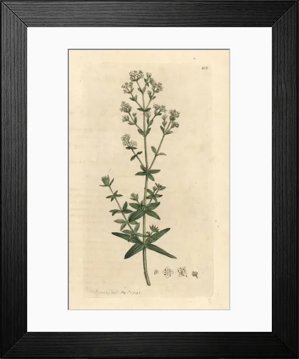 Framed Print : Cross-leaved ladies bedstraw, Galium boreale Framed Print : Cross-leaved ladies bedstraw, Galium boreale