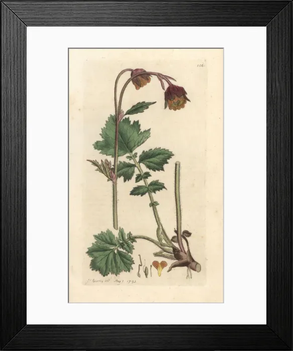 Framed Print : Water avens, Geum rivale Framed Print : Water avens, Geum rivale
