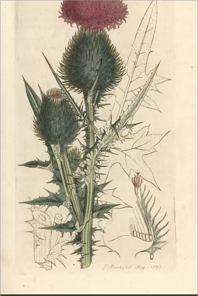 Spear thistle, Cirsium vulgare