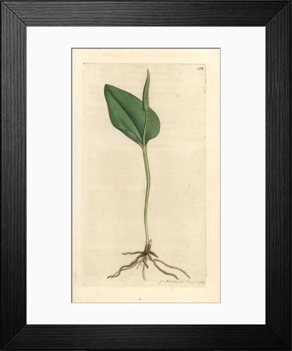 Framed Print : Adders tongue, Ophioglossum vulgatum Framed Print : Adders tongue, Ophioglossum vulgatum