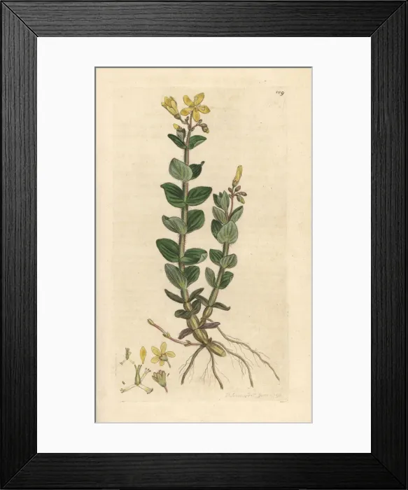 Framed Print : Marsh St. Johns wort, Hypericum elodes Framed Print : Marsh St. Johns wort, Hypericum elodes
