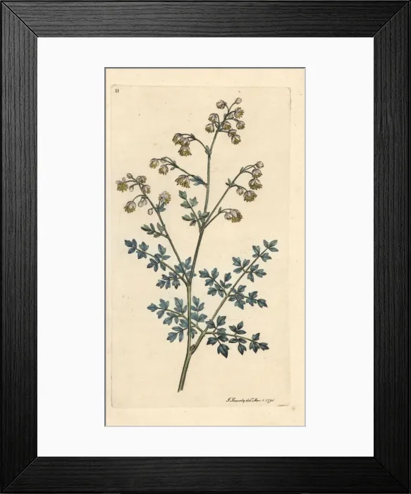 Framed Print : Lesser meadow rue, Thalictrum minus Framed Print : Lesser meadow rue, Thalictrum minus