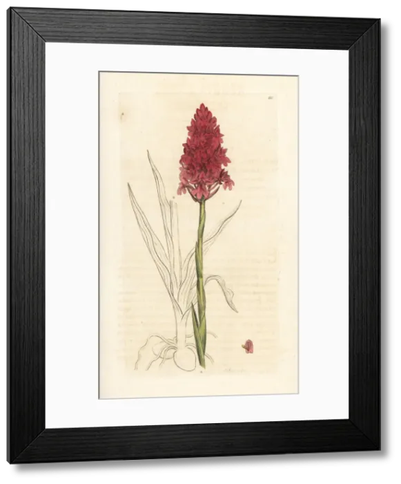 Framed Print : Pyramidal orchid, Anacamptis pyramidalis Framed Print : Pyramidal orchid, Anacamptis pyramidalis