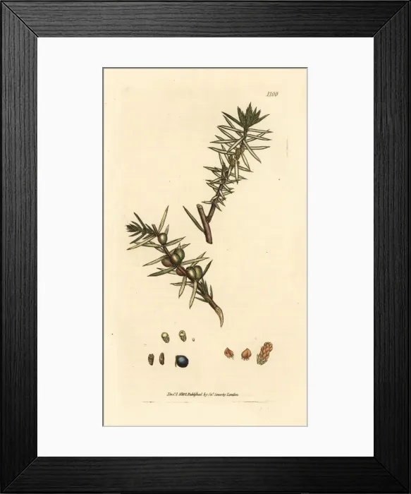 Framed Print : Common juniper, Juniperus communis Framed Print : Common juniper, Juniperus communis