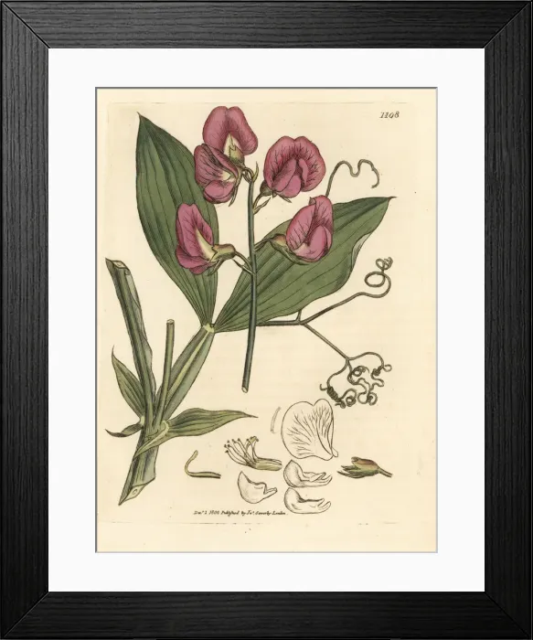 Framed Print : Broad-leaved everlasting sweetpea, Lathyrus latifolius Framed Print : Broad-leaved everlasting sweetpea, Lathyrus latifolius