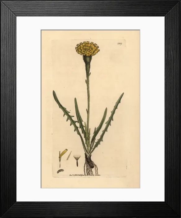 Framed Print : Alpine hedypnois, Hedypnois taraxici Framed Print : Alpine hedypnois, Hedypnois taraxici