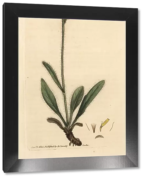 Alpine single-flowered hawkweed, Hieracium alpinum