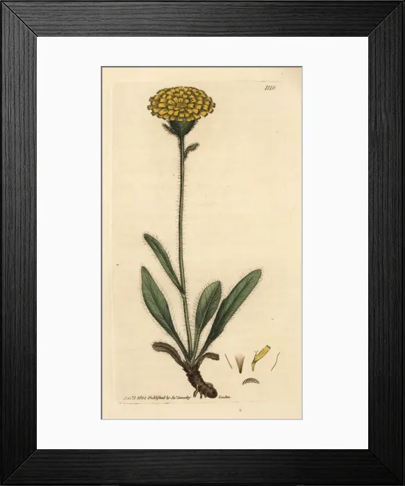 Framed Print : Alpine single-flowered hawkweed, Hieracium alpinum Framed Print : Alpine single-flowered hawkweed, Hieracium alpinum