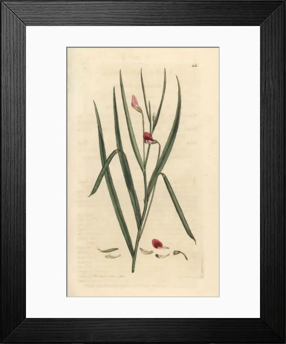 Framed Print : Crimson grassvetch, Lathyrus nissolia Framed Print : Crimson grassvetch, Lathyrus nissolia