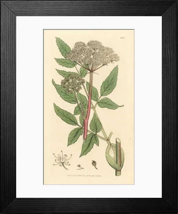 Framed Print : Wild angelica, Angelica sylvestris Framed Print : Wild angelica, Angelica sylvestris