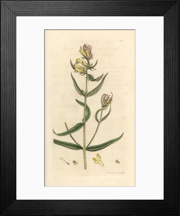 Framed Print : Common cow-wheat, Melampyrum pratense Framed Print : Common cow-wheat, Melampyrum pratense