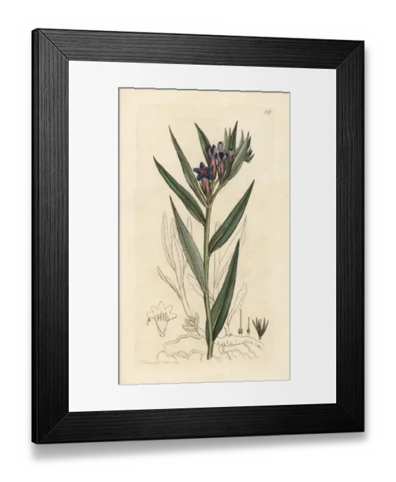 Framed Print : Purple gromwell, Buglossoides purpurocaerulea Framed Print : Purple gromwell, Buglossoides purpurocaerulea