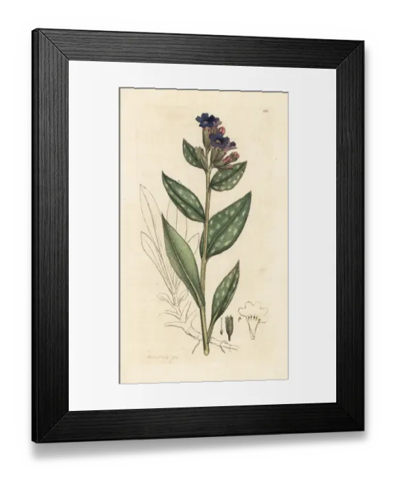 Framed Print : Lungwort, Pulmonaria officinalis Framed Print : Lungwort, Pulmonaria officinalis