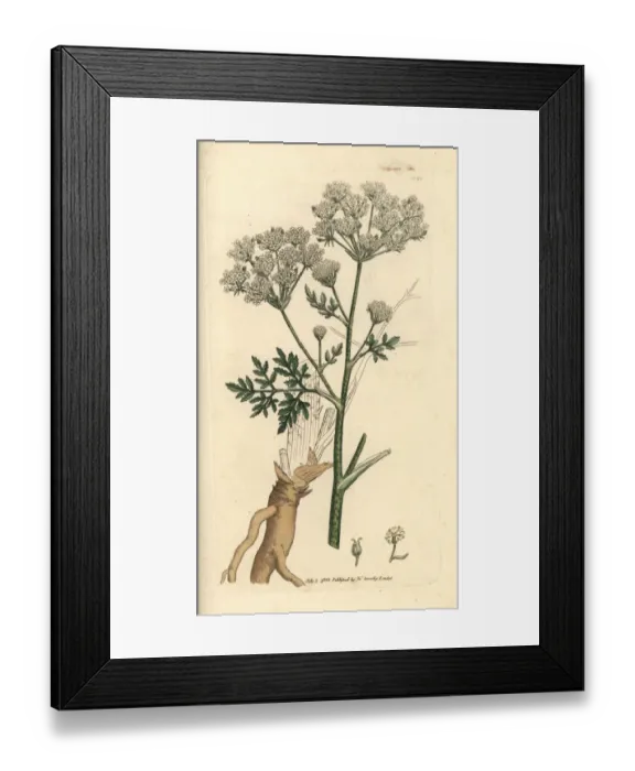 Framed Print : Poison hemlock, Conium maculatum Framed Print : Poison hemlock, Conium maculatum