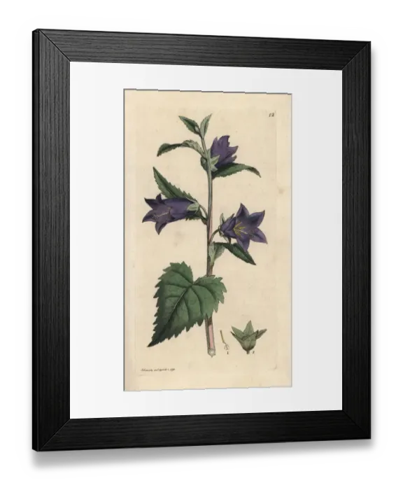 Framed Print : Nettle leaved bellflower, Campanula trachelium Framed Print : Nettle leaved bellflower, Campanula trachelium