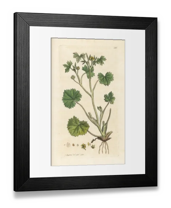 Framed Print : Smallflower buttercup, Ranunculus parviflorus Framed Print : Smallflower buttercup, Ranunculus parviflorus