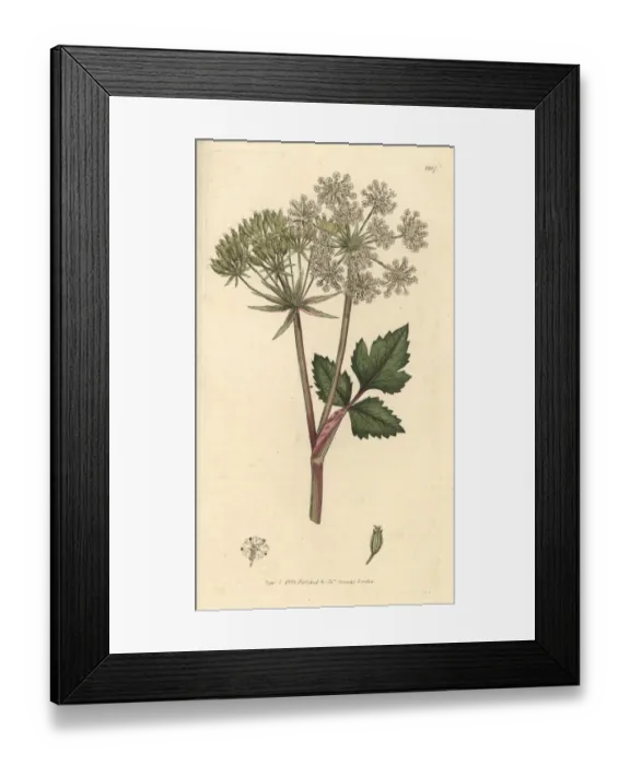 Framed Print : Scottish lovage, Scottish licorice-root, Ligusticum scoticum Framed Print : Scottish lovage, Scottish licorice-root, Ligusticum scoticum