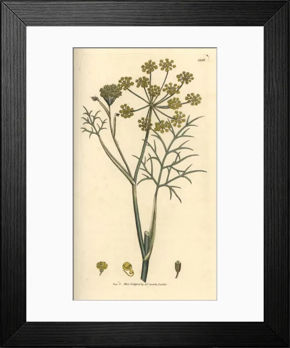 Framed Print : Fennel from Sowerbys English Botany, London Framed Print : Fennel from Sowerbys English Botany, London