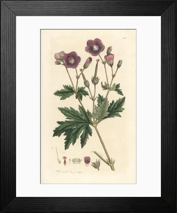 Framed Print : Wood cranesbill or woodland geranium, Geranium sylvaticum Framed Print : Wood cranesbill or woodland geranium, Geranium sylvaticum
