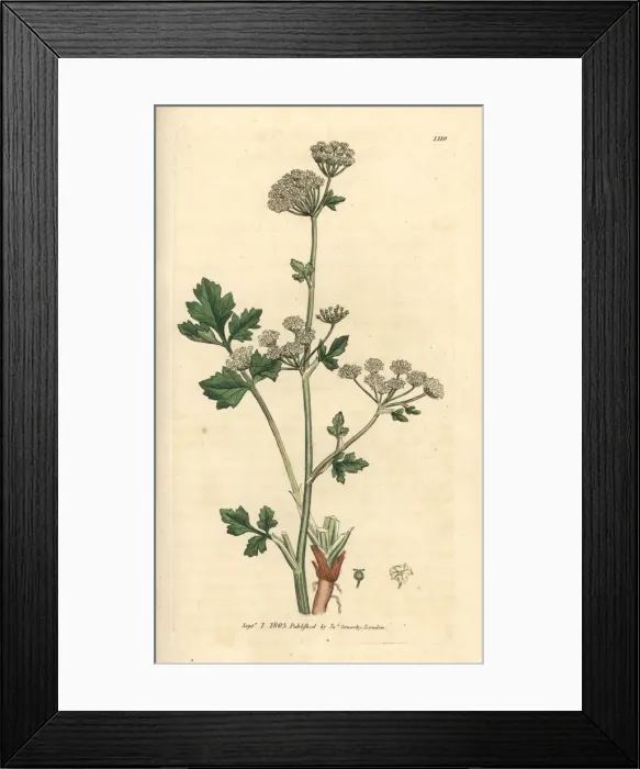 Framed Print : Wild celery, Apium graveolens Framed Print : Wild celery, Apium graveolens