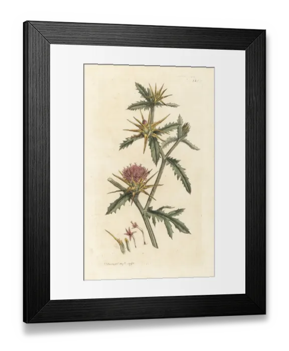 Framed Print : Purple starthistle, Centaurea calcitrapa Framed Print : Purple starthistle, Centaurea calcitrapa