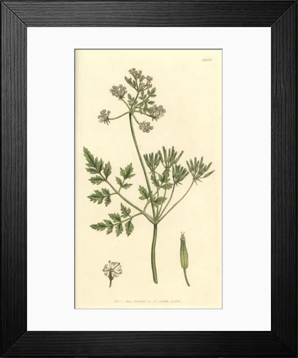 Framed Print : Garden chervil, Anthriscus cerefolium Framed Print : Garden chervil, Anthriscus cerefolium