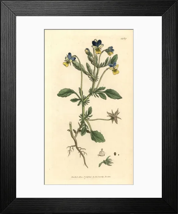 Framed Print : Three-coloured pansy, Viola tricolor