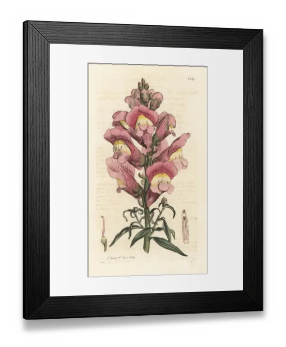 Framed Print : Snapdragon, Antirrhinum majus Framed Print : Snapdragon, Antirrhinum majus