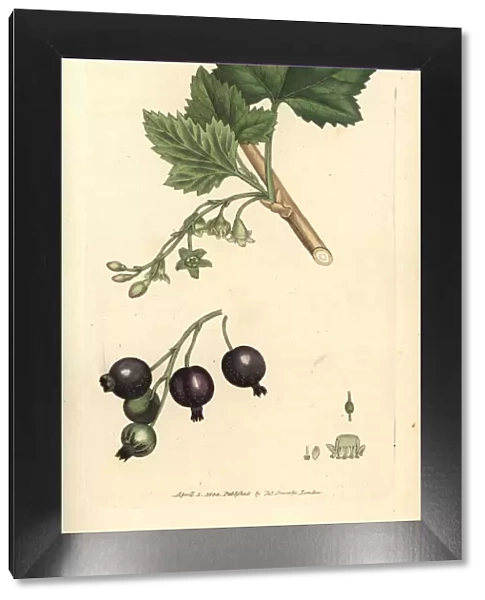 Blackcurrant, Ribes nigrum
