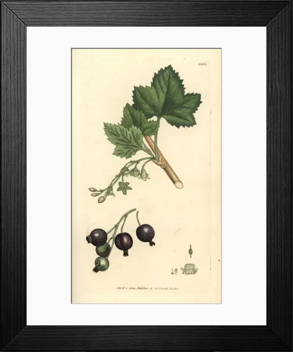 Framed Print : Blackcurrant, Ribes nigrum Framed Print : Blackcurrant, Ribes nigrum