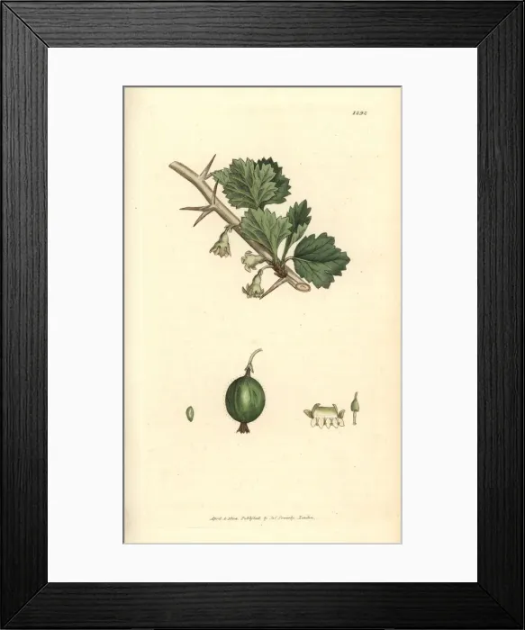 Framed Print : Gooseberry, Ribes uva-crispa Framed Print : Gooseberry, Ribes uva-crispa