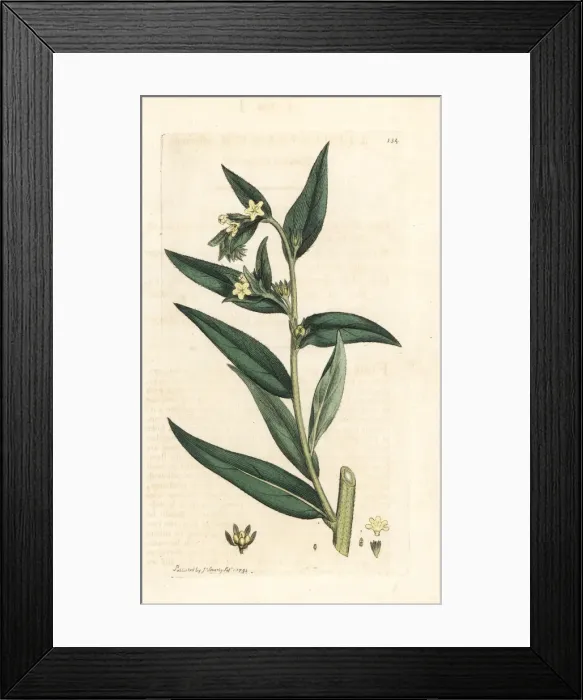 Framed Print : Common gromwell, Lithospermum officinale Framed Print : Common gromwell, Lithospermum officinale