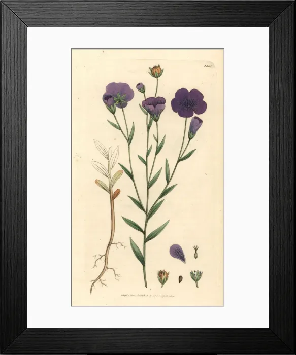 Framed Print : Common flax, Linum usitatissimum Framed Print : Common flax, Linum usitatissimum