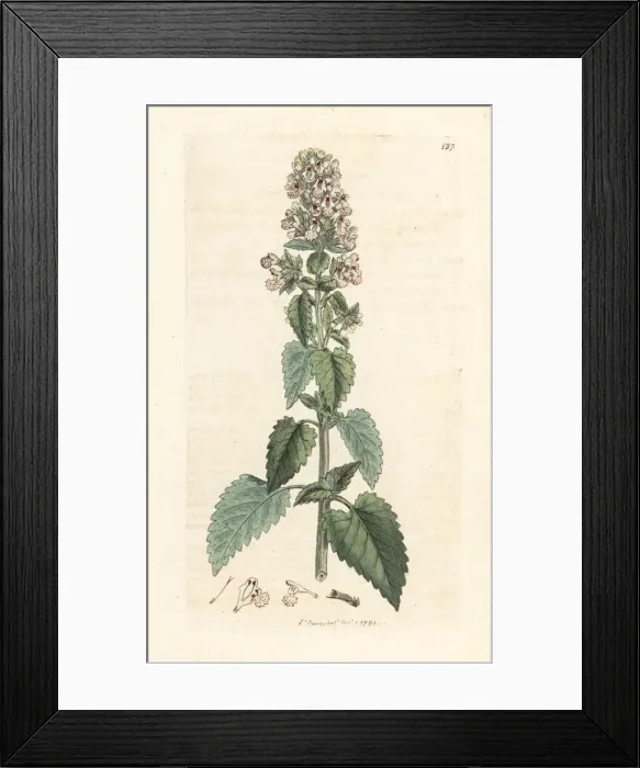 Framed Print : Catnip, Nepeta cataria Framed Print : Catnip, Nepeta cataria
