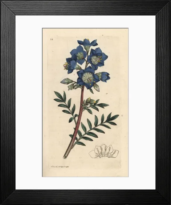 Framed Print : Jacobs ladder or Greek valerian, Polemonium caeruleum Framed Print : Jacobs ladder or Greek valerian, Polemonium caeruleum
